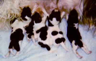 1 day old1.jpg (15244 bytes)