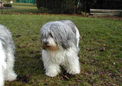 esther_yard.jpg (44918 bytes)